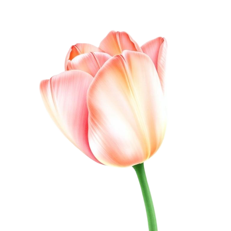 Tulip